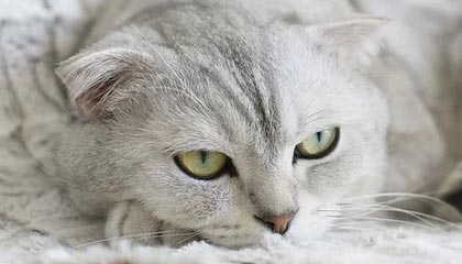 FB体育在线-独行侠绝杀湖人，抢七大战中东契奇带伤作战，独行侠东契奇打的什么位置